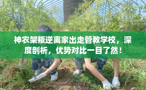 神农架叛逆离家出走管教学校，深度剖析，优势对比一目了然！